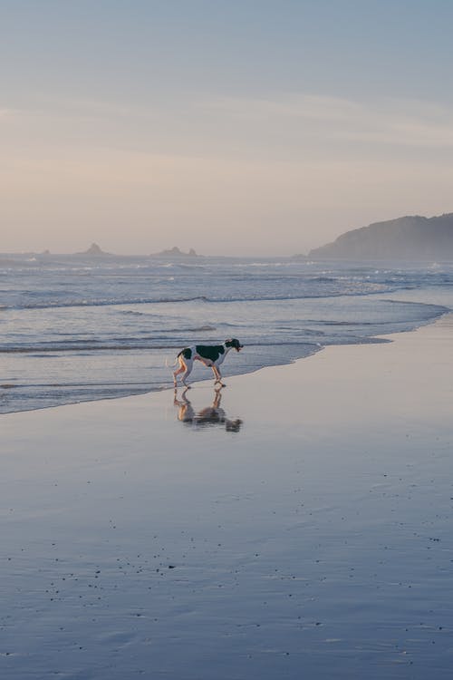 狗在沙滩上 · 免费素材图片