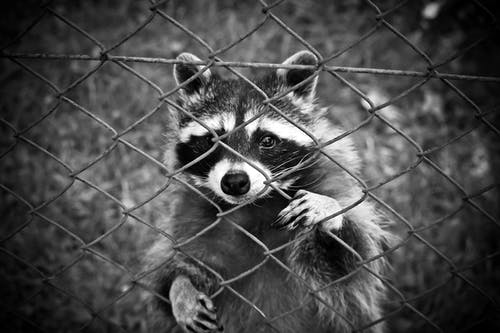浣熊站在铁丝网围栏后面 · 免费素材图片