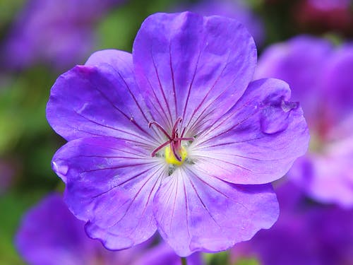 蓝色和紫色的花 · 免费素材图片