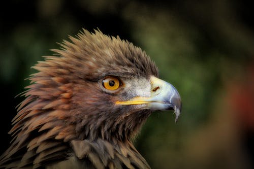 棕鸟 · 免费素材图片