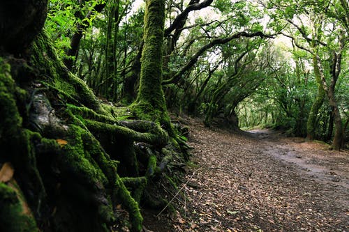 森林风景 · 免费素材图片