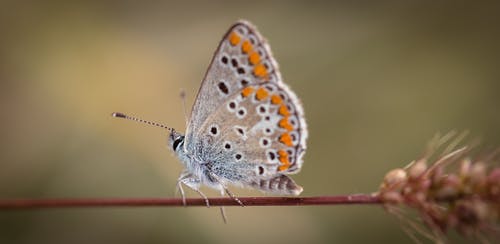 灰色和橙色蝴蝶的浅焦点摄影 · 免费素材图片