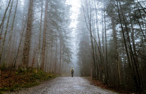 站在雾气包围的高大树木之间的人 · 免费素材图片