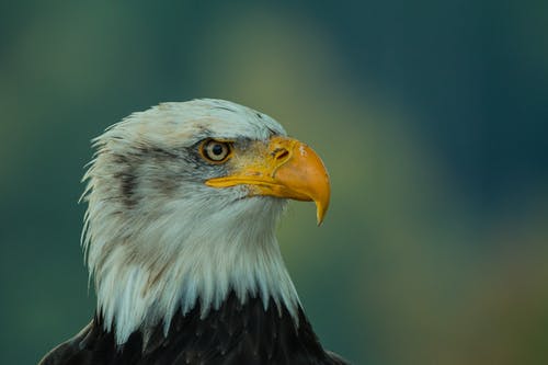 白色和棕色鹰的焦点摄影 · 免费素材图片
