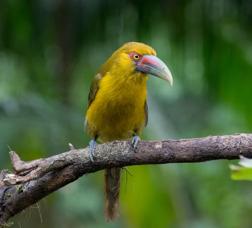黄鸟栖息在树枝上的选择性聚焦摄影 · 免费素材图片