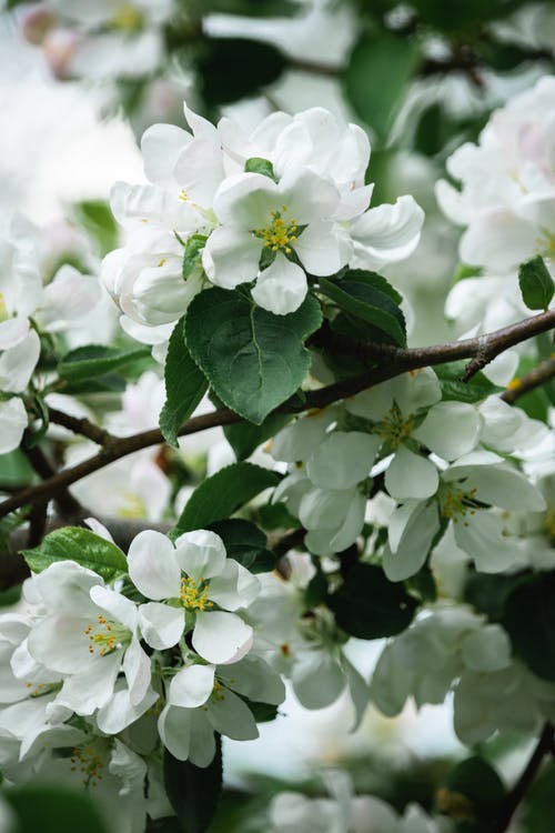 有关垂直拍摄, 增长, 模拟橘子的免费素材图片