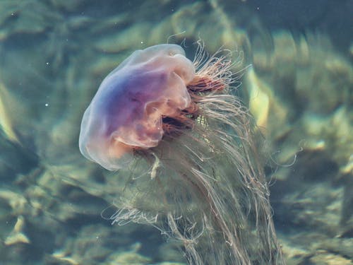 水中的水母 · 免费素材图片