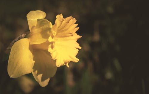 黄水仙花花在倾斜移位镜头摄影 · 免费素材图片