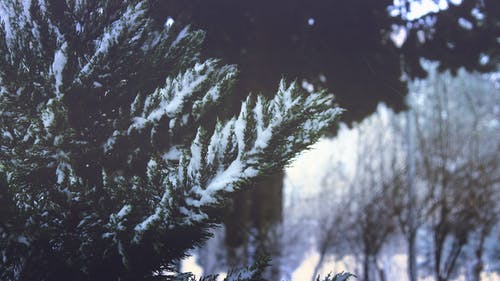 冬季森林松树的特写 · 免费素材图片