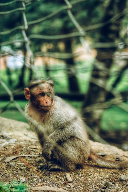 猴子的照片 · 免费素材图片