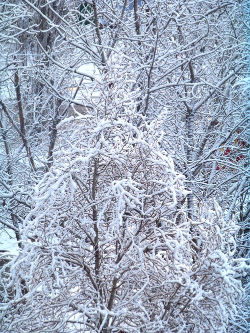 光秃秃的树，覆盖着雪 · 免费素材图片