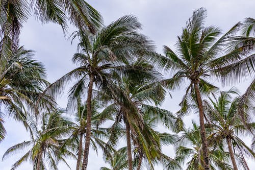 有关天空, 户外, 棕榈树的免费素材图片