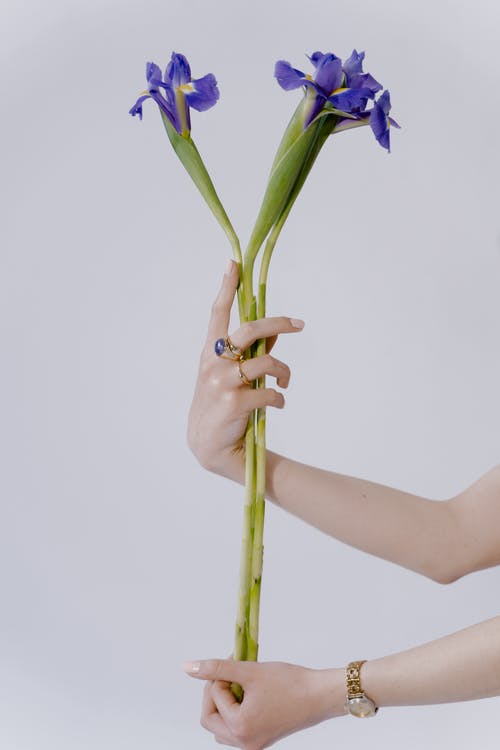 有关垂直拍摄, 手, 植物群的免费素材图片