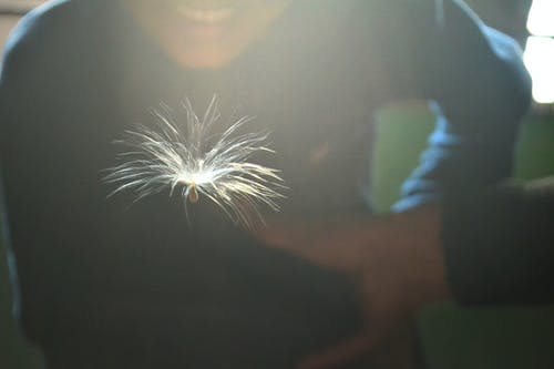 面对白色蒲公英的人穿的毛衣 · 免费素材图片