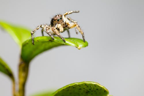 绿叶上的棕色和白色跳跃蜘蛛 · 免费素材图片