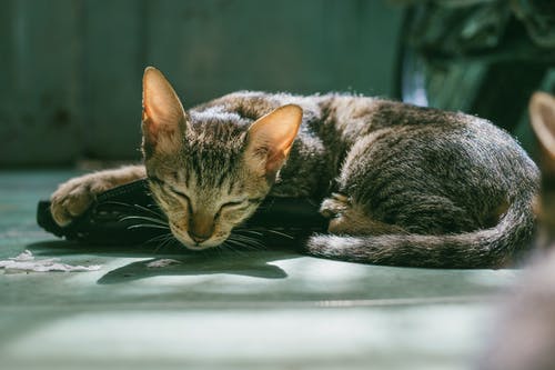 棕色虎斑猫睡觉 · 免费素材图片