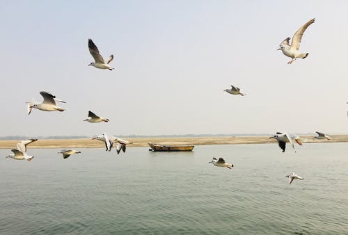 鸟儿飞过大海 · 免费素材图片
