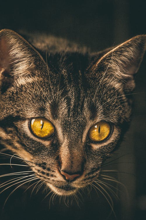 特写照片虎斑猫 · 免费素材图片