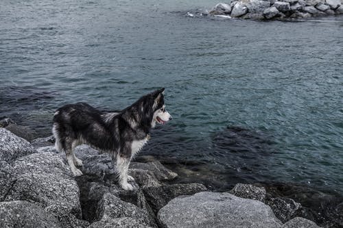 西伯利亚雪橇犬在石头上 · 免费素材图片