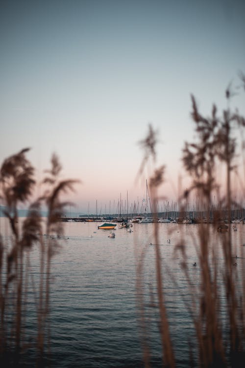 海滩旁边的棕草 · 免费素材图片