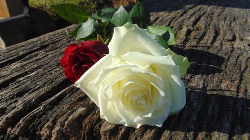 白玫瑰和红玫瑰 · 免费素材图片