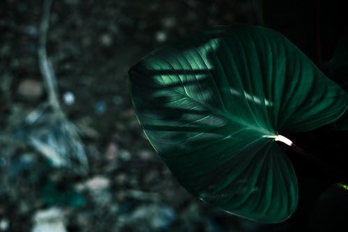 绿叶照片 · 免费素材图片