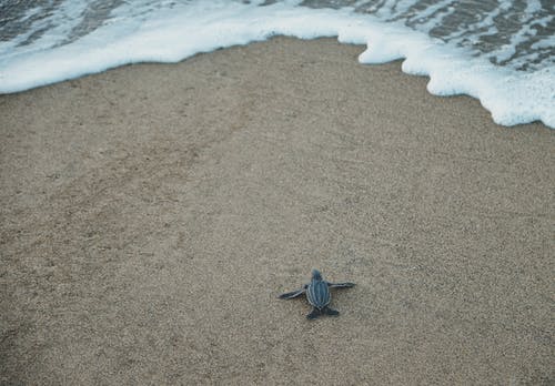 黑色和灰色海龟在棕色的沙滩上 · 免费素材图片