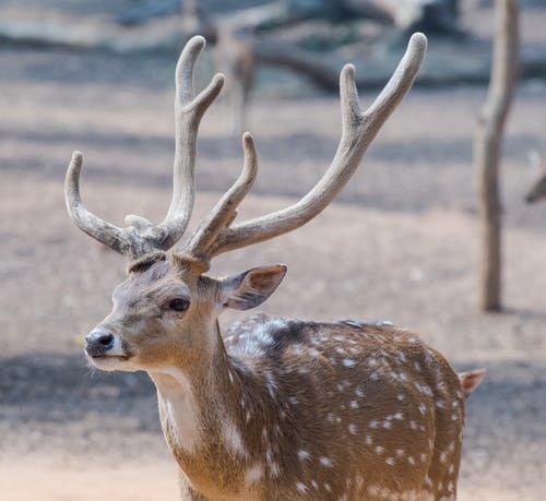 布朗鹿在布朗领域 · 免费素材图片