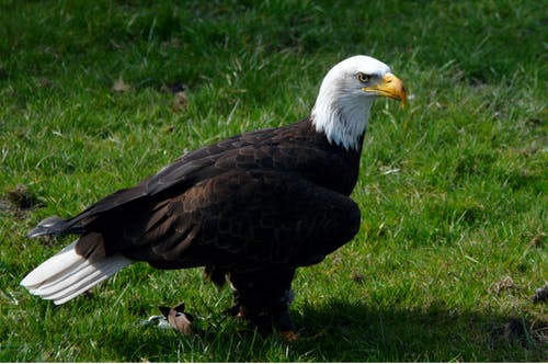 秃头鹰在绿色草地上 · 免费素材图片