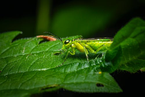 绿叶上的绿色昆虫 · 免费素材图片
