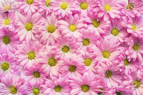 粉红色的花瓣花朵墙 · 免费素材图片
