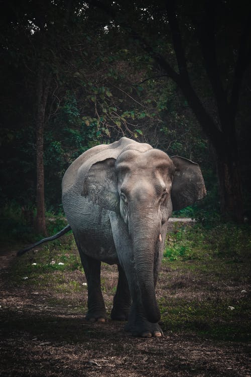 在绿色的草地上行走的灰色大象 · 免费素材图片