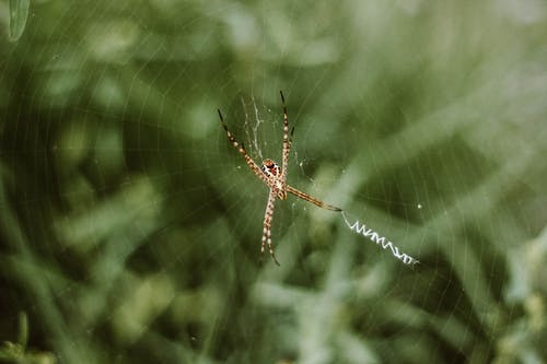 Web选择性聚焦摄影上的棕色argiope蜘蛛 · 免费素材图片