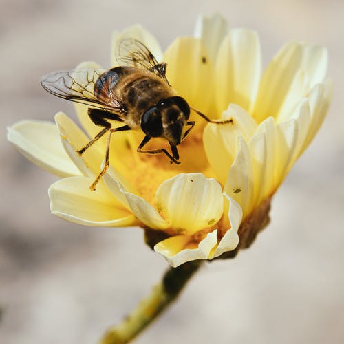 有关垂直拍摄, 授粉, 昆虫的免费素材图片