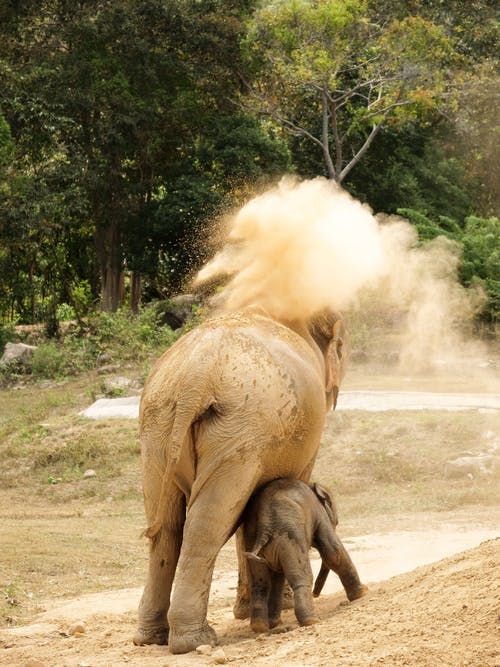 在土路上行走的棕色大象 · 免费素材图片
