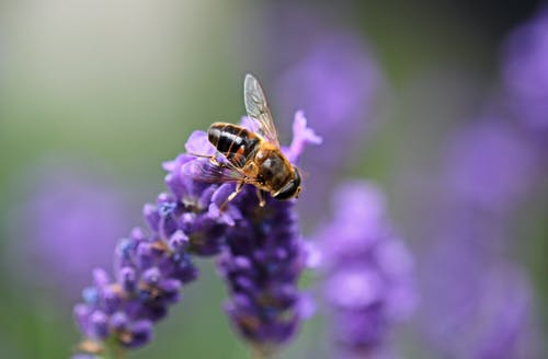 蜜蜂在紫色薰衣草上 · 免费素材图片
