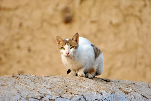 白虎斑猫在灰色的岩石上 · 免费素材图片
