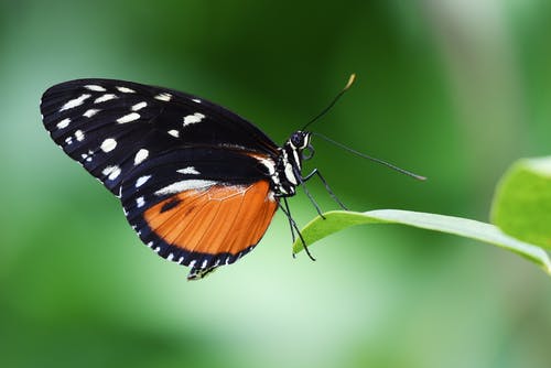 蝴蝶在植物上的特写 · 免费素材图片