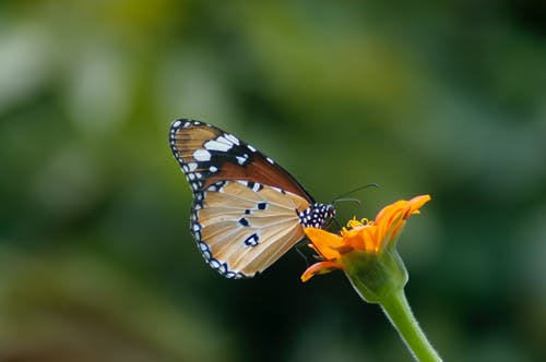 女王蝴蝶授粉在橙色花瓣上的选择性聚焦摄影 · 免费素材图片