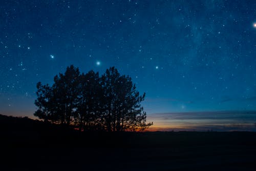 夜间树木剪影 · 免费素材图片