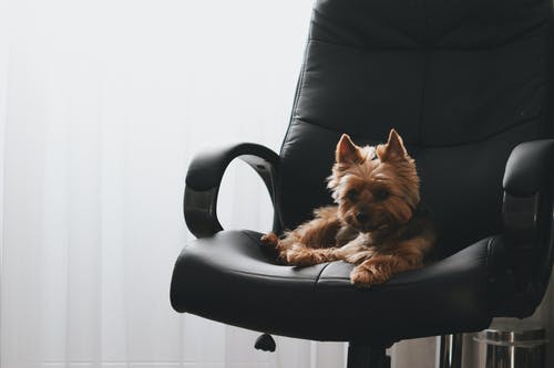 黑色皮革扶手椅上的棕色长涂层小狗 · 免费素材图片