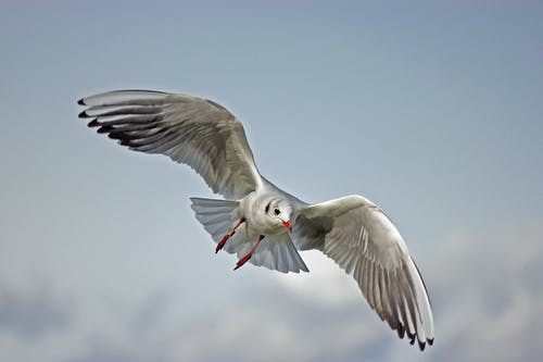 白鸟飞 · 免费素材图片