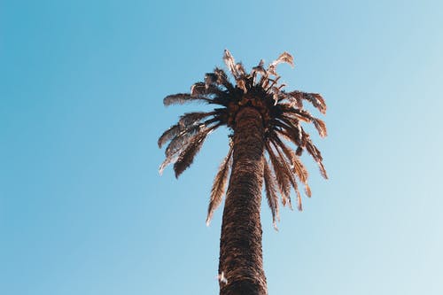 西米棕榈的低角度摄影 · 免费素材图片