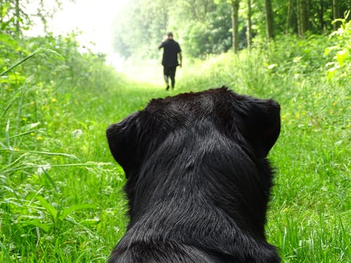 短涂黑狗在草地上 · 免费素材图片