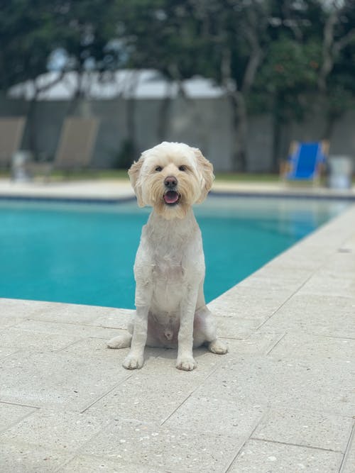 坐在游泳池边的白狗的照片 · 免费素材图片