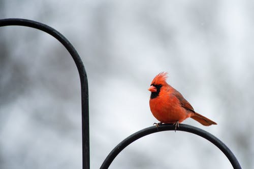 黑色金属栏上的橙色鸟 · 免费素材图片