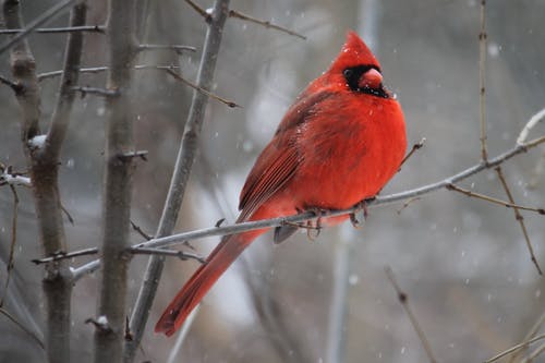 红衣主教鸟在树枝上 · 免费素材图片
