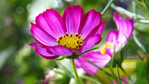 粉色花瓣植物的选择性聚焦摄影 · 免费素材图片