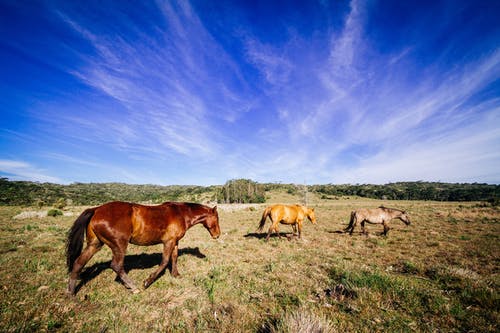 野外的三匹棕色，黄色和灰色马匹 · 免费素材图片