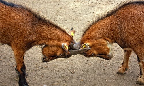 2角动物互相撞 · 免费素材图片